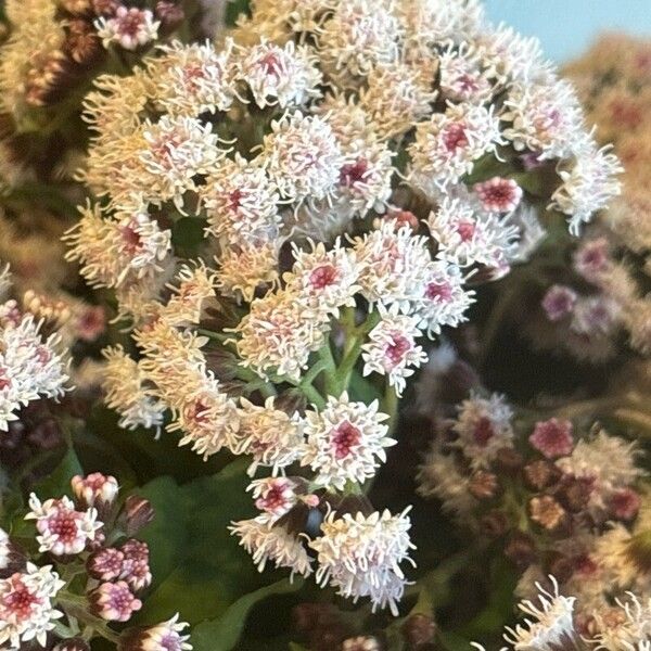 Ageratina adenophora Blodyn