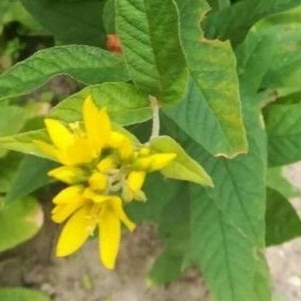 Lysimachia vulgaris Flower