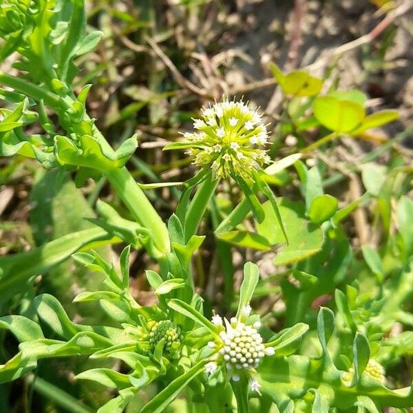 Acicarpha tribuloides Flor