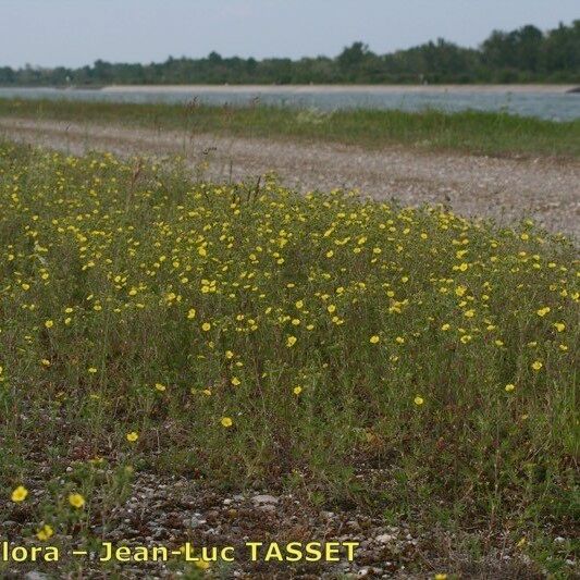 Potentilla intermedia عادت داشتن