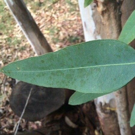 Corymbia citriodora Blad