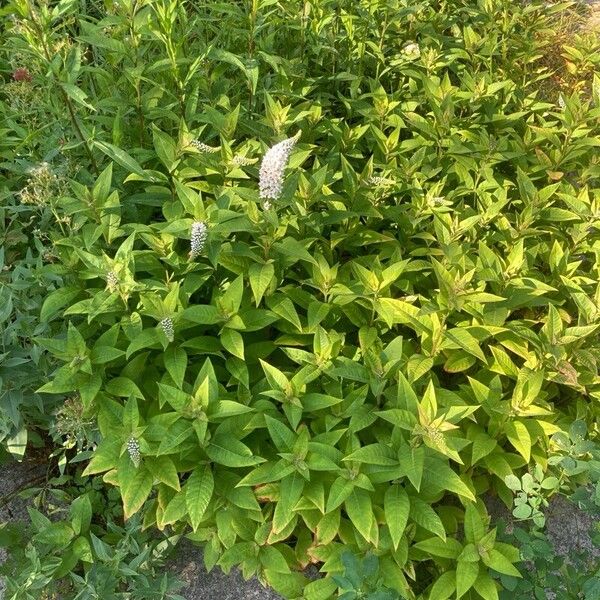 Lysimachia clethroides Habit