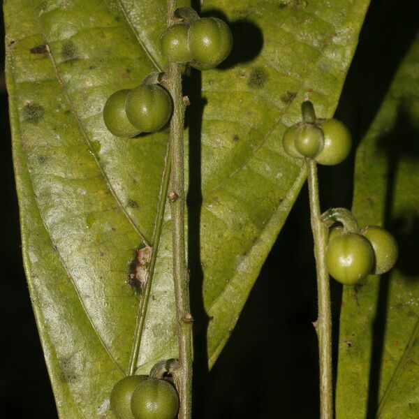 Adenophaedra grandifolia Fruit