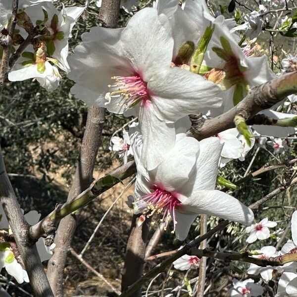 Prunus amygdalus Flor