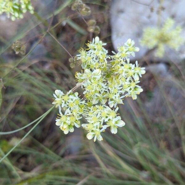 Petrosedum sediforme Fiore