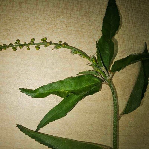 Croton bonplandianus Leaf