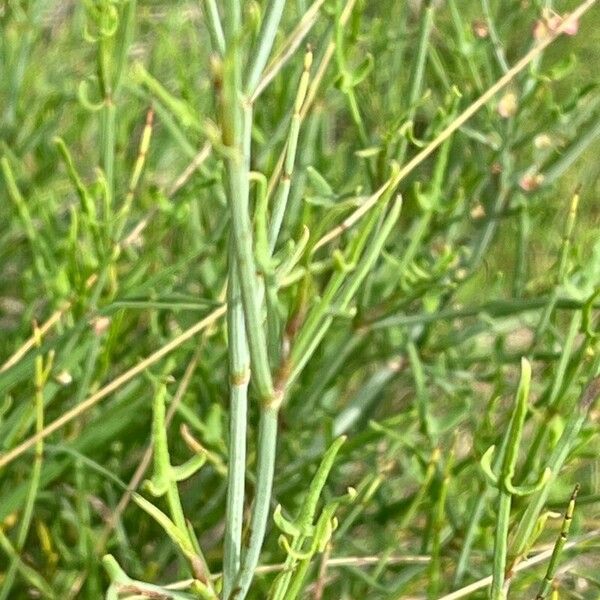 Ephedra major Bark