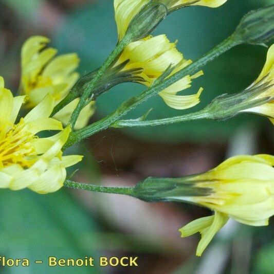 Crepis praemorsa Blomst