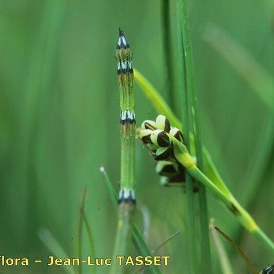 Equisetum variegatum Bark