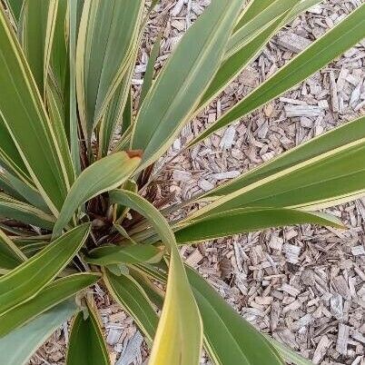 Phormium tenax Elinympäristö