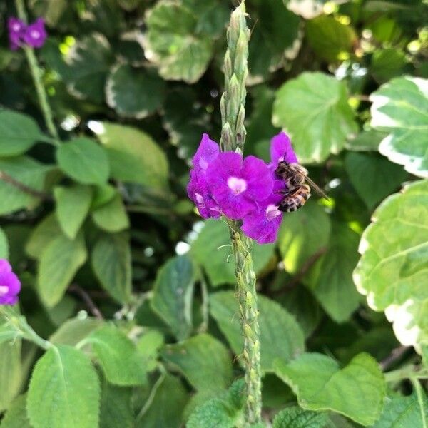 Stachytarpheta frantzii Blomst