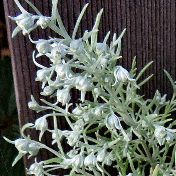 Anaphalis margaritacea Flower