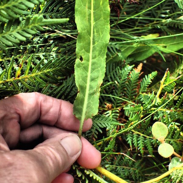 Rumex brownii ᱥᱟᱠᱟᱢ