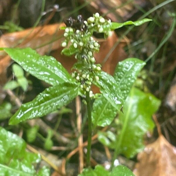 Rumex sanguineus ᱵᱟᱦᱟ