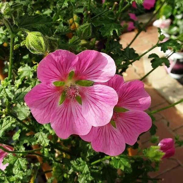 Lavatera bryoniifolia 花