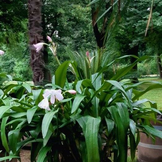 Crinum moorei Yeri