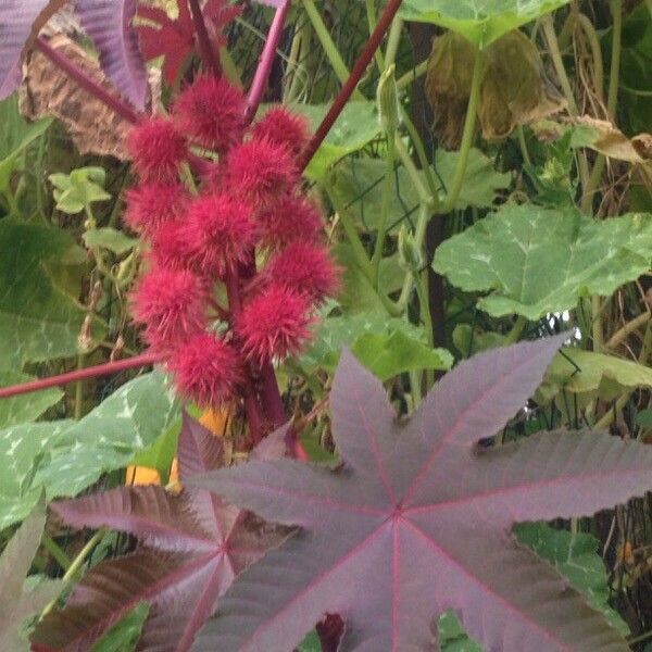 Ricinus communis Lehti