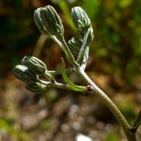 Crepis vesicaria Other