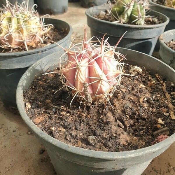 Ferocactus emoryi Ліст