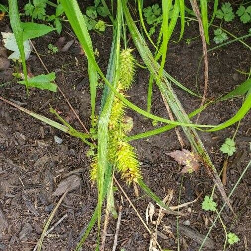 Carex lupulina 其他