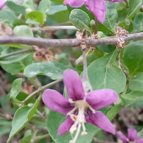 Lycium chinense Flower