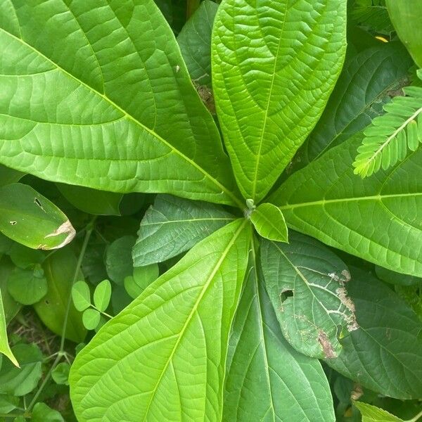 Cordia collococca Leaf