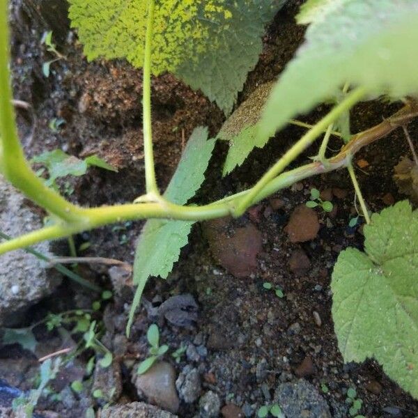 Rubus parviflorus Schors