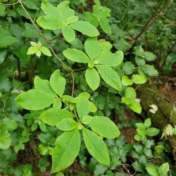 Menziesia ferruginea Folha