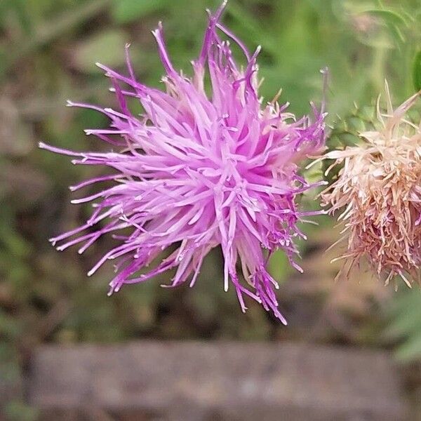 Klasea radiata Fleur