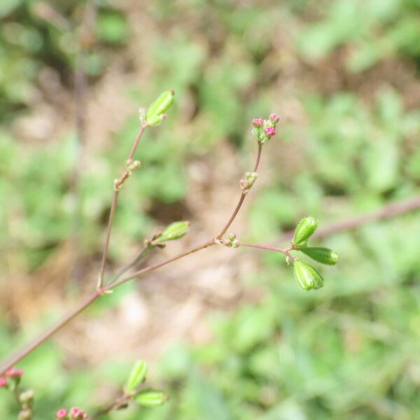 Boerhavia diffusa ശീലം