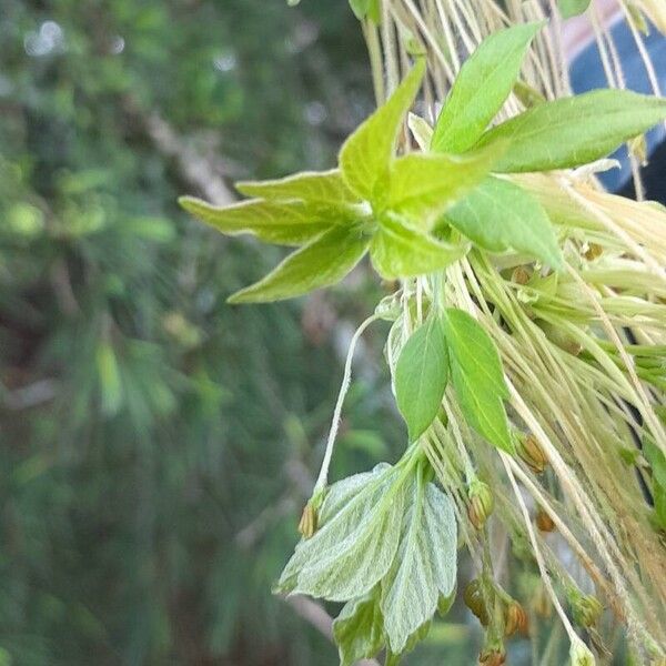 Acer negundo Hoja