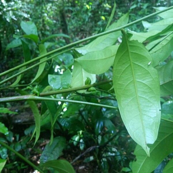 Tachigali paraensis Folha