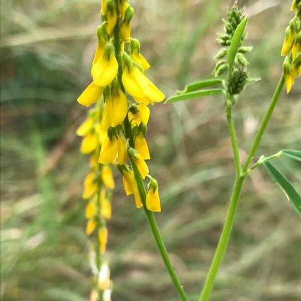 Melilotus officinalis Flor