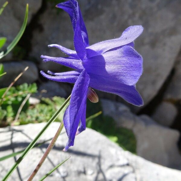 Aquilegia pyrenaica Квітка