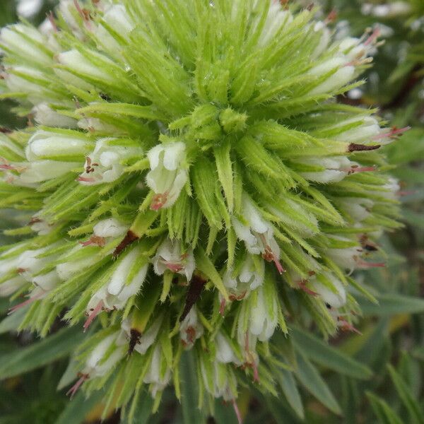 Echium aculeatum Flower