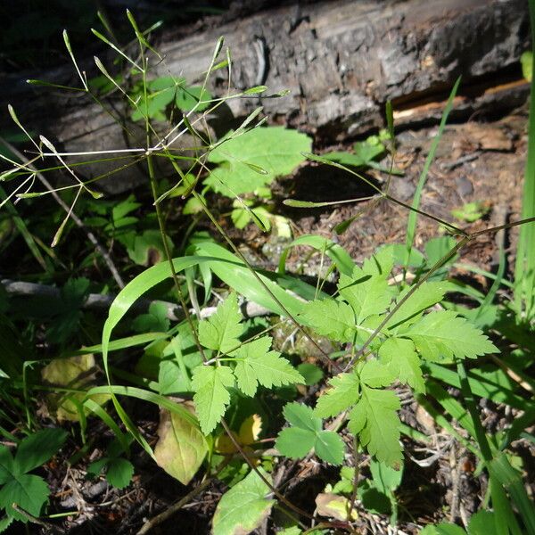 Osmorhiza depauperata Blad