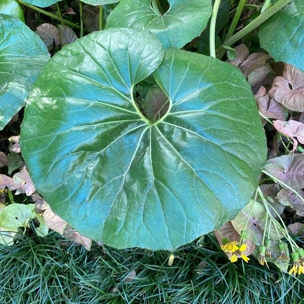 Farfugium japonicum Leaf