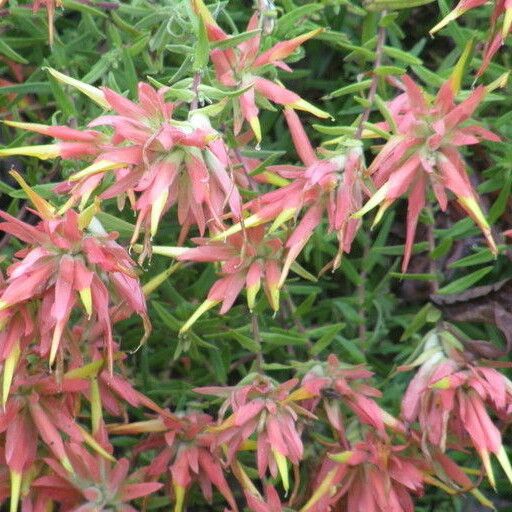 Castilleja tenuiflora Flower