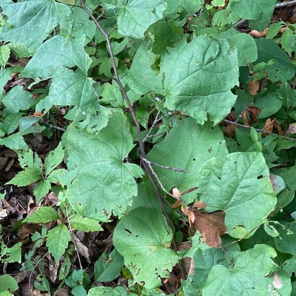 Cercis canadensis Φύλλο