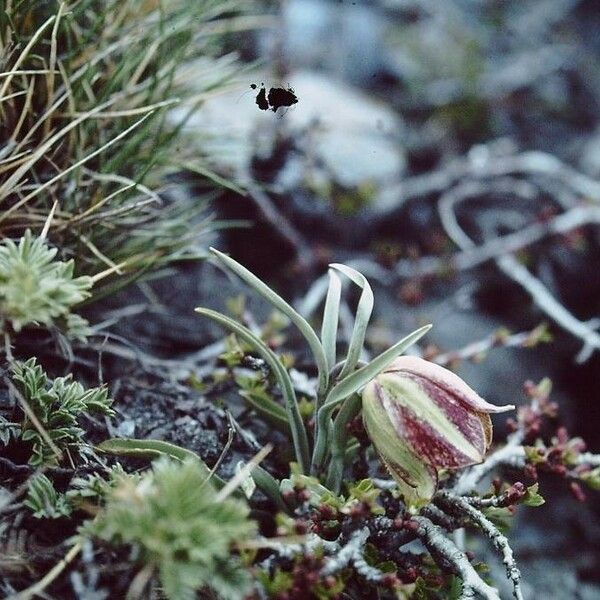 Fritillaria lusitanica Květ