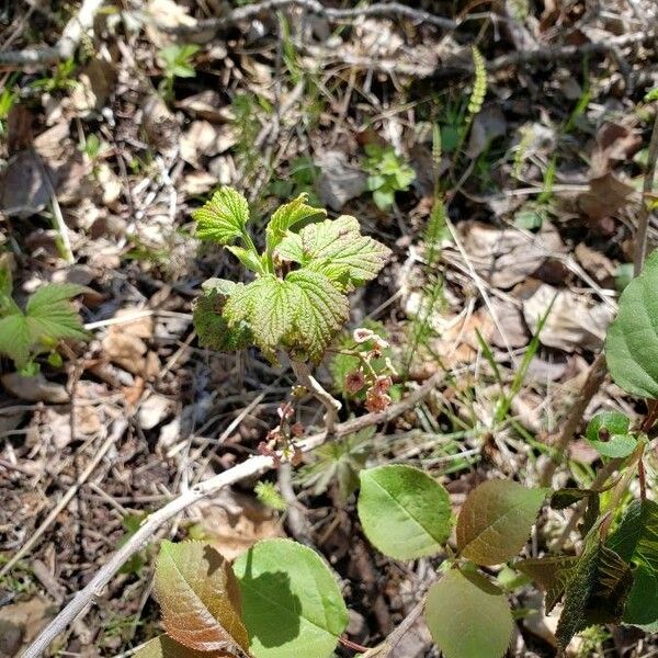 Ribes triste Leaf