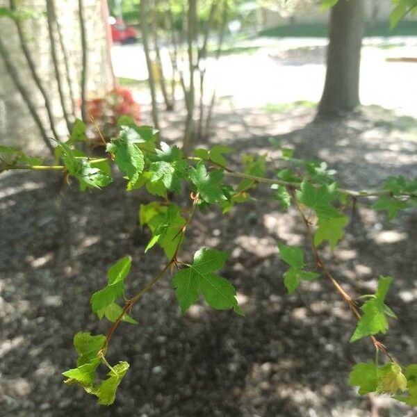 Crataegus phaenopyrum Foglia