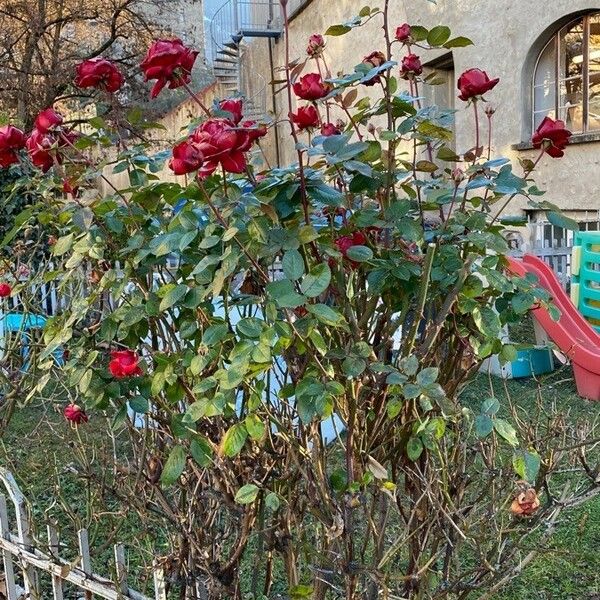 Rosa chinensis Tervik taim