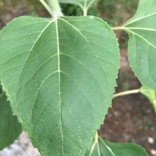 Helianthus giganteus Leaf