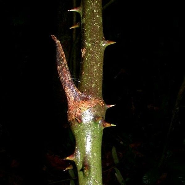 Smilax domingensis Écorce