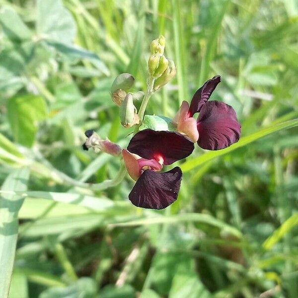 Macroptilium atropurpureum Plod