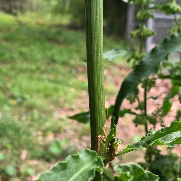 Rumex conglomeratus Azala