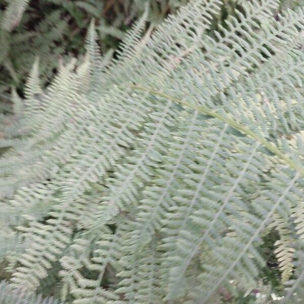 Polystichum setiferum Folha