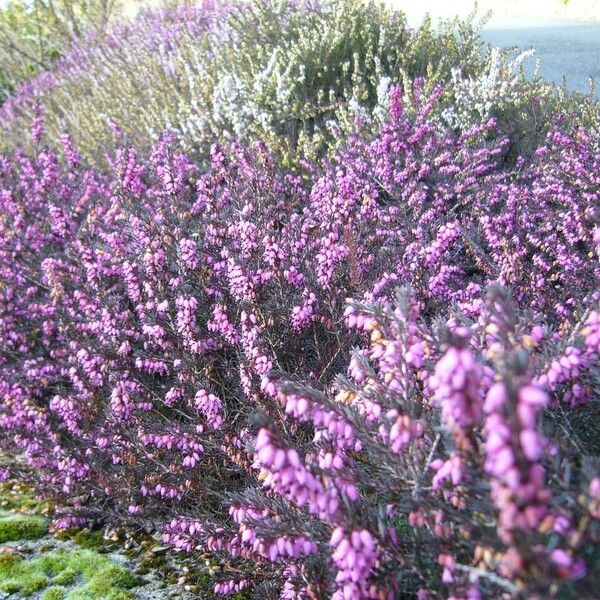 Erica erigena Costuma