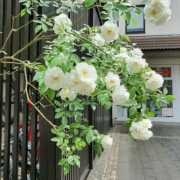 Rosa banksiae Flower